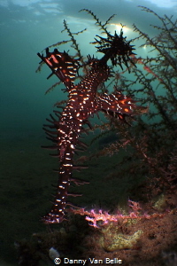 Ghostpipefish in micro wide angle by Danny Van Belle 
